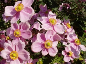 Fleurs automne